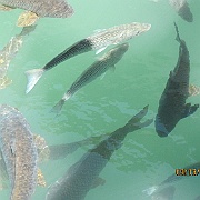 Picture 049